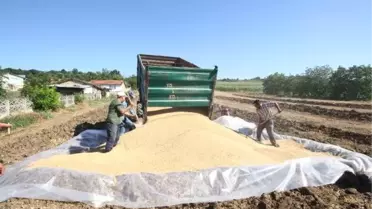 TMO Yenişehir'de alım merkezi kuruyor
