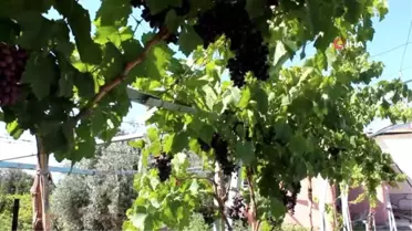 Dünyaca ünlü Sultaniye üzümüne alternatif 'Mitrobilik Ofelya'