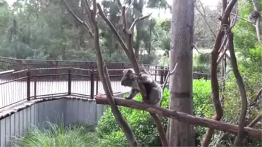 Koala neslini tükenmekten kurtaracak sağlıklı türler bulundu - MELBOURNE