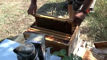 Bu arılar fırtınada bile uçup bal yapıyor