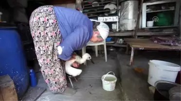 Leylek 'Efe'yi anne şefkatiyle büyüttü