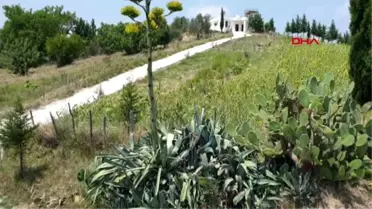 100 yıla kadar yaşayan ve dünya mirası listesindeki Agave Kaktüsü, çiçek açtı