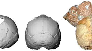Afrika kıtası dışındaki en eski Homo sapiens kalıntısı Avrupa'da bulundu