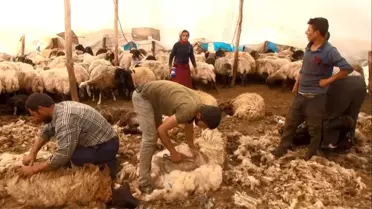 (Özel) Göçerlerin zorlu yayla yaşamı