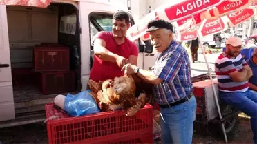(Özel) Uşak'ta canlı tavuk ve kanatlı hayvan pazarı yoğun ilgi görüyor