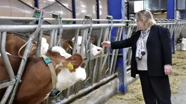 Kurbanlık hayvanları naklederken dikkat edilmesi gerekenler