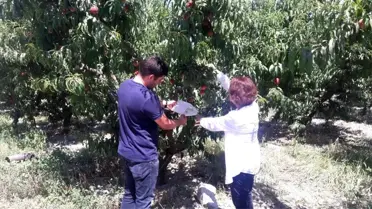 Şeftali bahçeleri kontrol altında tutuluyor