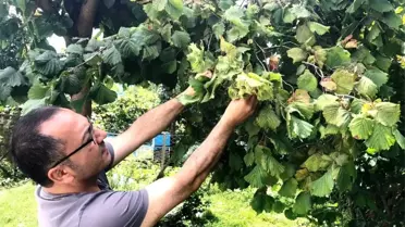 Fındık üreticisinin fiyatı beklentisi 20 TL