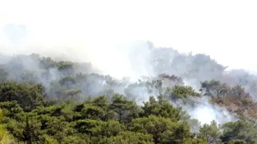 Bodrum'un akciğerleri yanıyor