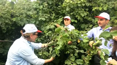 Samsun'da 2019 yılı fındık rekolte tahmini çalışmaları tamamlandı