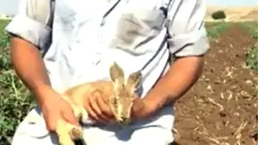 Tarlada yakaladıkları tavşanı sevip doğaya bıraktılar