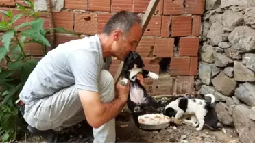 Köpeği dereye atan işçiye 'Hayvanlara Bakma' görevi
