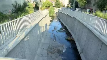 Avcılar'da Batı Nil Virüsü(BNV) alarmı