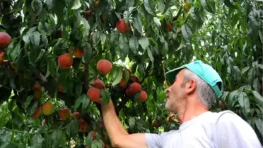 Bursa şeftalisi üreticileri fiyatlardan dertli
