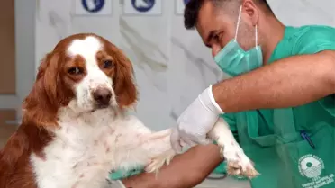 Mersin'de sokak hayvanları için kuaför hizmeti