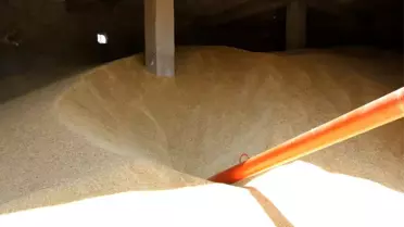 Aşırı yağışlar çiftçinin beklentisini karşılayamadı