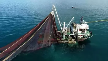 Hamilelere 'kılıçbalığı ve kral uskumru' uyarısı