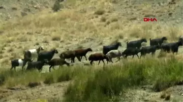 MUŞ'TA BRUCELLA KORKUSU