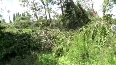 Kırklareli'nde etkili olan hortum ağaçları kökünden söktü