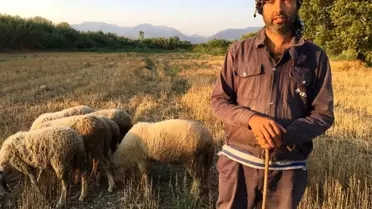 Siyaseti bırakıp çobanlık yapıyor