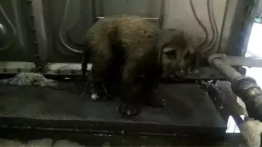 Zifte yapışan yavru köpekleri Mehmetçik kurtardı