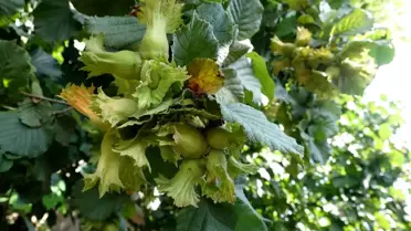 Araklı da fındıkta üretim 300 kiloyu aştı