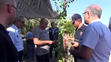 Germencik'te incir hırsızlığıyla mücadele