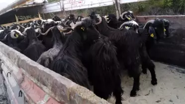 Tokat'ta kurbanlık sevkıyatları devam ediyor