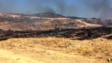 Foça'da 4 hektar makilik alan yandı