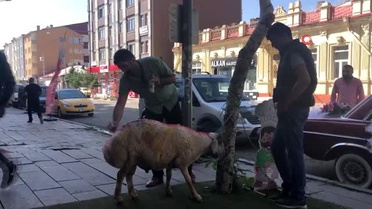 Kars'ta, gelin adayına 'süslü koç gönderme geleneği' sürüyor
