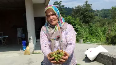 21 bin fındık üreticisinin cebine 745 milyon TL girecek