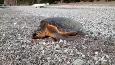 Carettaların rahatından 'Caretta Timi' sorumlu (2)