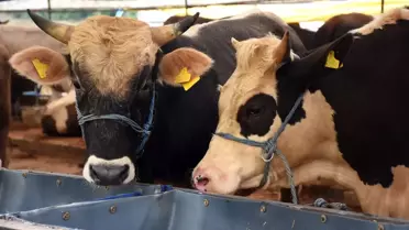 Çorlu'da büyük baş kurbanlık alana kesim bedava