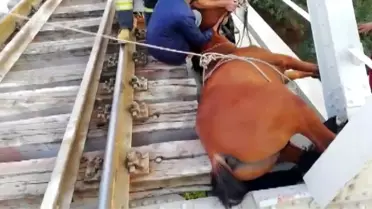 Raylara sıkışan at kurtarıldı