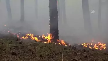 Sinop'ta orman yangını