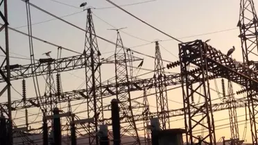 Leylekler trafo merkezine indi, bölge elektriksiz kaldı