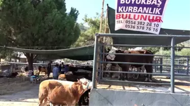 MUĞLA 'Derebeyi' 20 bin, 'Ağabey' 2 bin 300 TL'ye satıldı