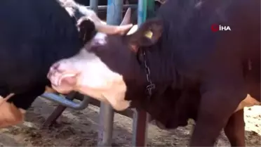 Canlı Hayvan Pazarı Derneği Başkanı Çiftçi'den 'Dişi hayvan kesmeyin' uyarısı
