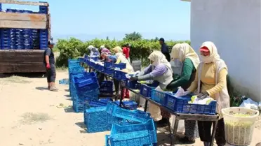 'Superior seedless' cinsi üzümü yağmur vurdu, üretici dertli