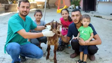 Çift cinsiyetli oğlak şaşırttı
