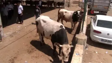 Kurban alacaklar arefe gününde yoğunluk oluşturdu