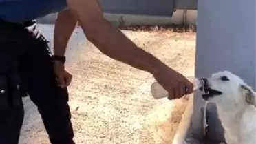 Komiser, suyunu sokak köpeğiyle paylaştı