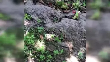 Fındıktan oda nasibini aldı...Yuvasına fındık taşıyan tarla faresi böyle görüntülendi
