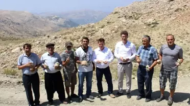 Dağ taş fosil