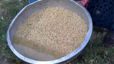 'Dibekte buğday dövme' geleneği sürdürülüyor