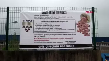 ORDU TMO'NUN ORDU'DA FINDIK ALIMI BAŞLADI