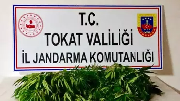 Tokat'ta uyuşturucu operasyonu