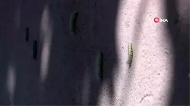 Evlerini ve ağaçları saran tırtıllarla mücadele ediyorlar