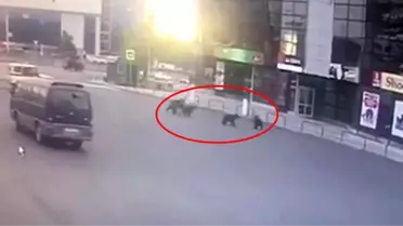 Rusya'da şehre inen ayı ve yavrularını böyle görüntülendi