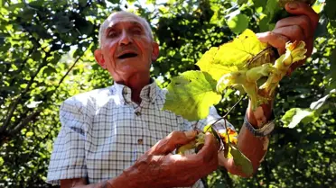 92 yaşındaki Ali dede 'yeşil altın'ın peşinde